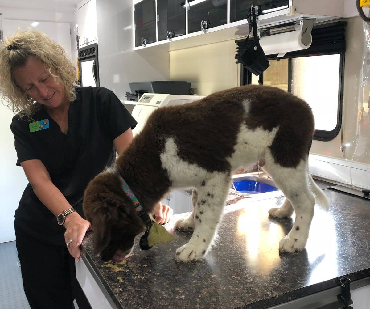 Best Mobile Vet In Spencer County, IN Animal House Mobile Vet