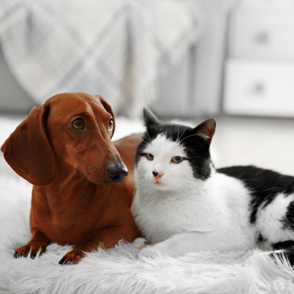 a dog and cat lying on a rug