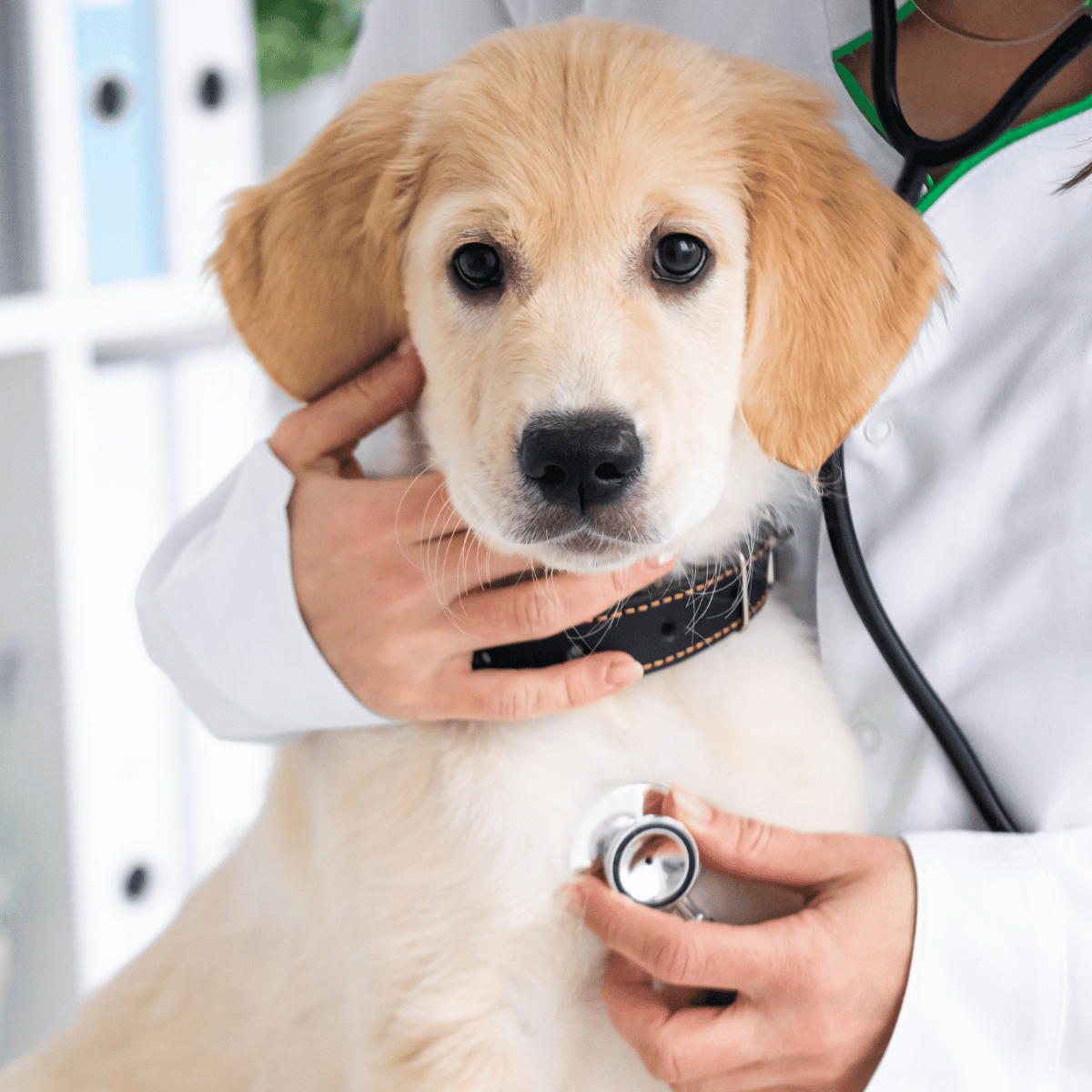 a dog being examined by a vet