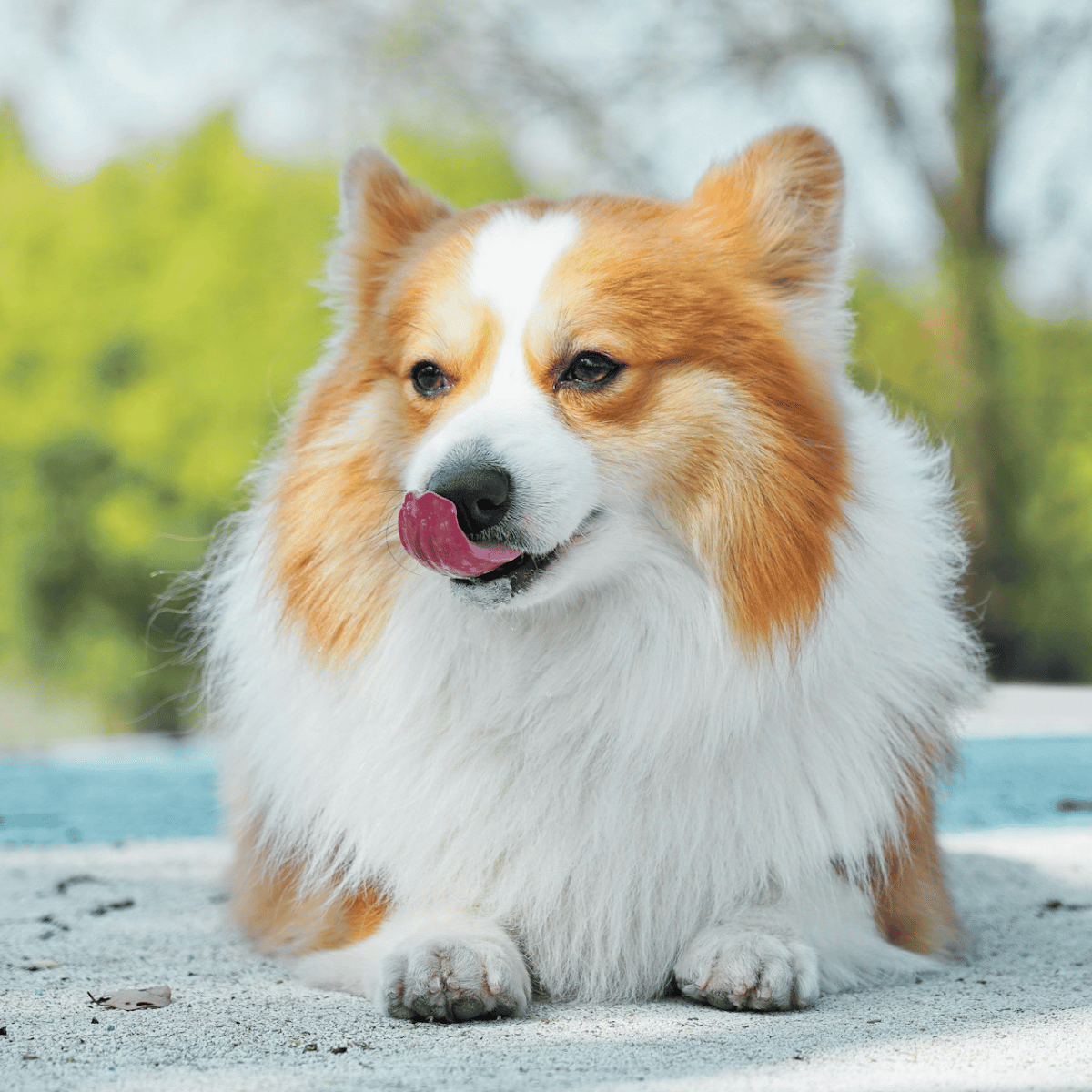 a dog licking its lips