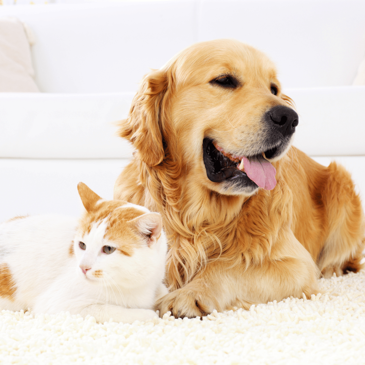 a dog and cat lying on the floor