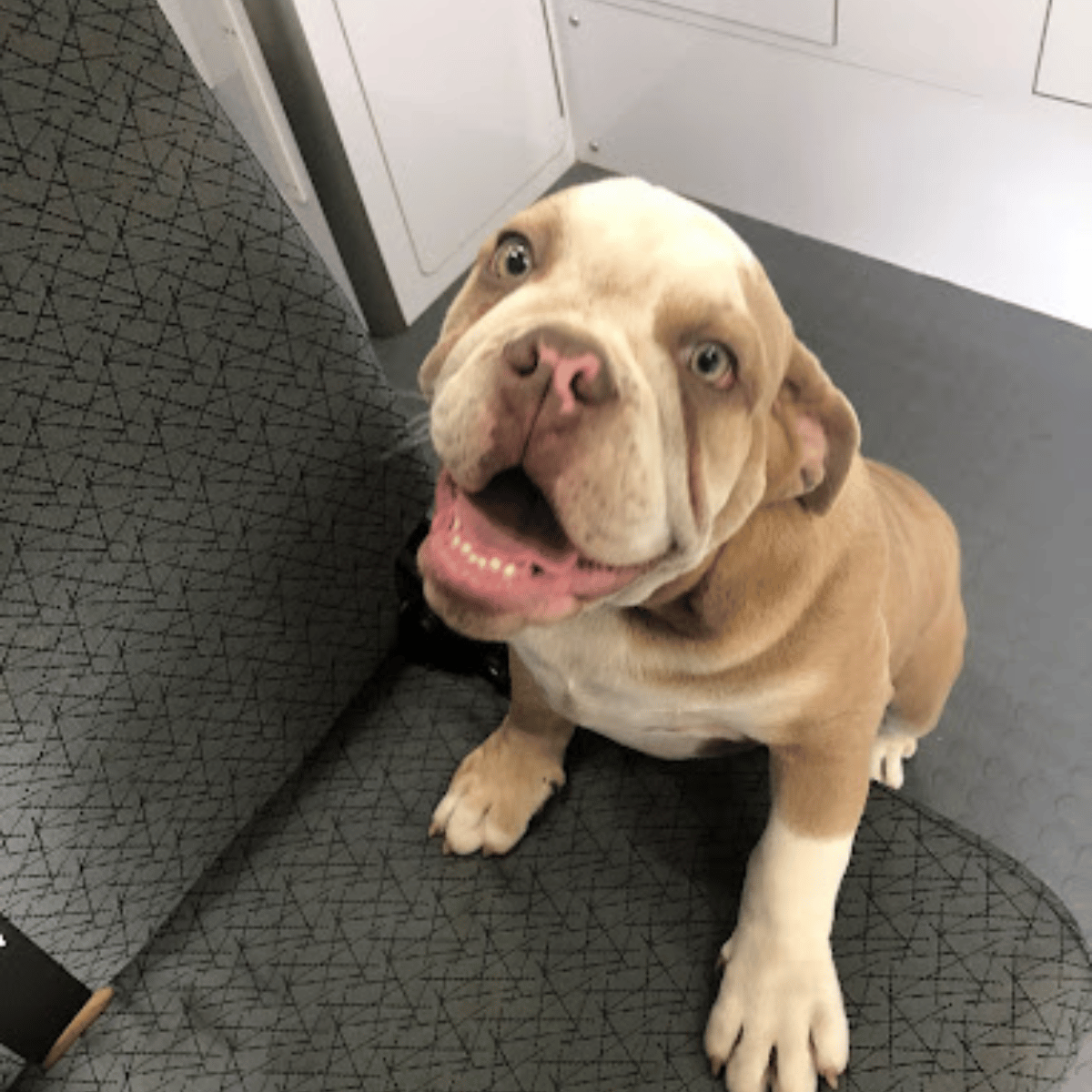 a dog sitting on a carpet