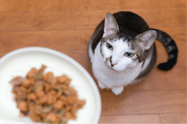 a cat sitting on the floor looking at a bowl of food