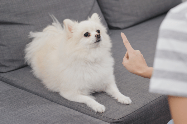 a dog lying on a couch