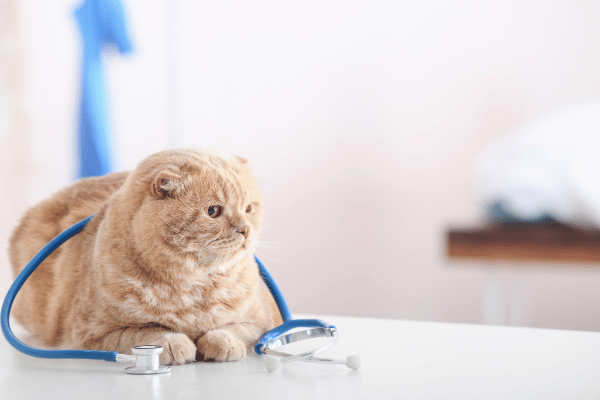 a cat with a stethoscope around its neck