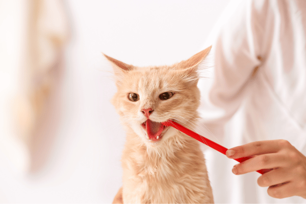 a vet brushing a cat's teeth