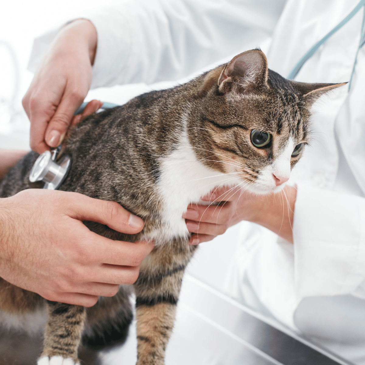 a cat being examined by a vet