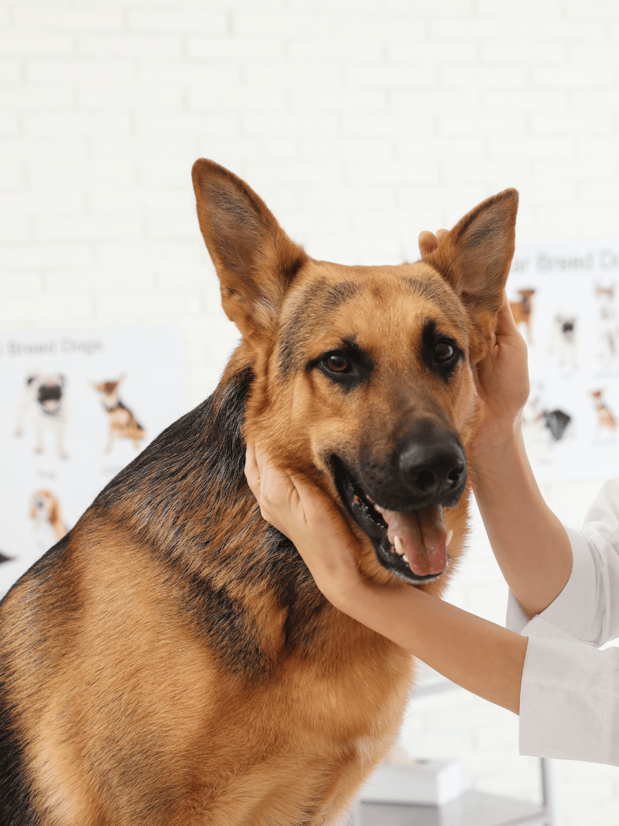 a person petting a dog