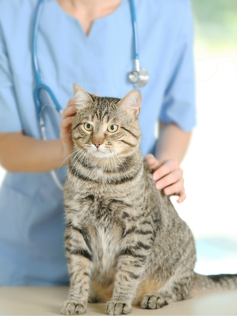 a vet petting a cat